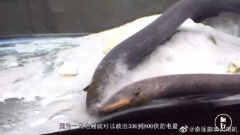 电鳗最新爆料图片大全